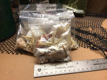 Load image into Gallery viewer, Seaside Shells and More