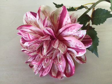 Dahlia Stem - 5”w x 26”h - Varigated Pink/white